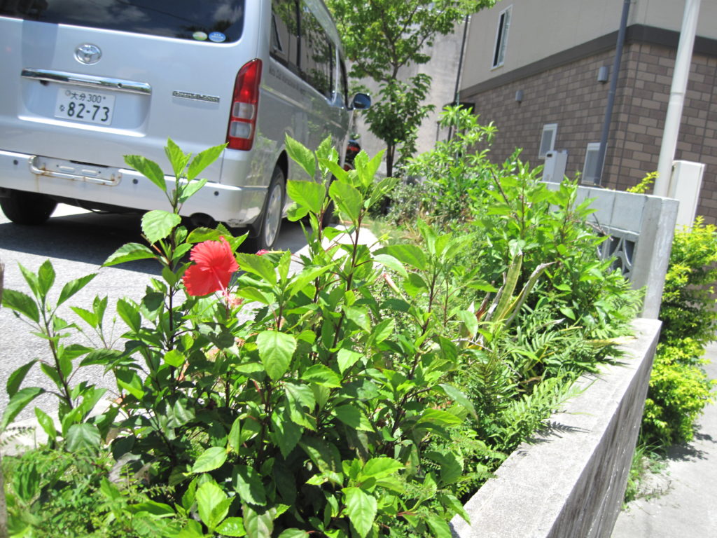 花壇には年中ハイビスカスが！