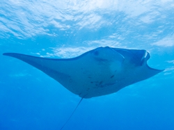 グローバルダイブ石垣島のカバー画像1