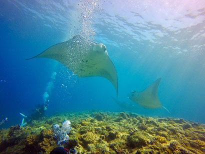 TAKU DIVE 石垣島のカバー画像2