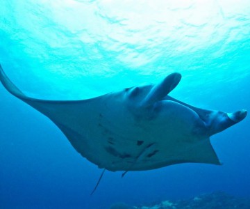 石垣島Ｇダイビングのカバー画像1