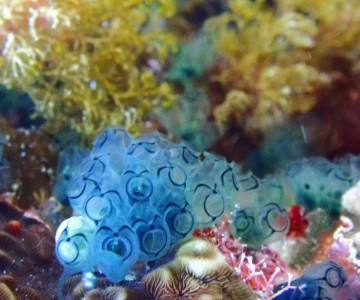 石垣島Ｇダイビングのカバー画像2