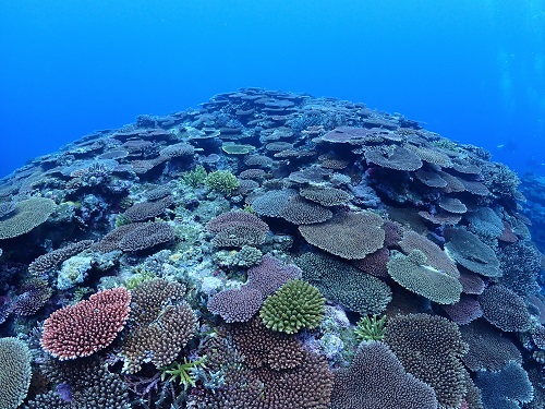 石垣島トータルマリンのカバー画像1