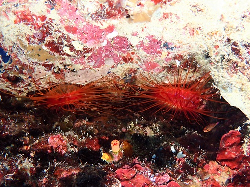 石垣島トータルマリンのショップ写真9