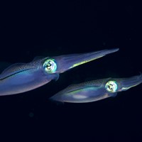 ネイチャー石垣島ダイビングサービスのカバー画像1