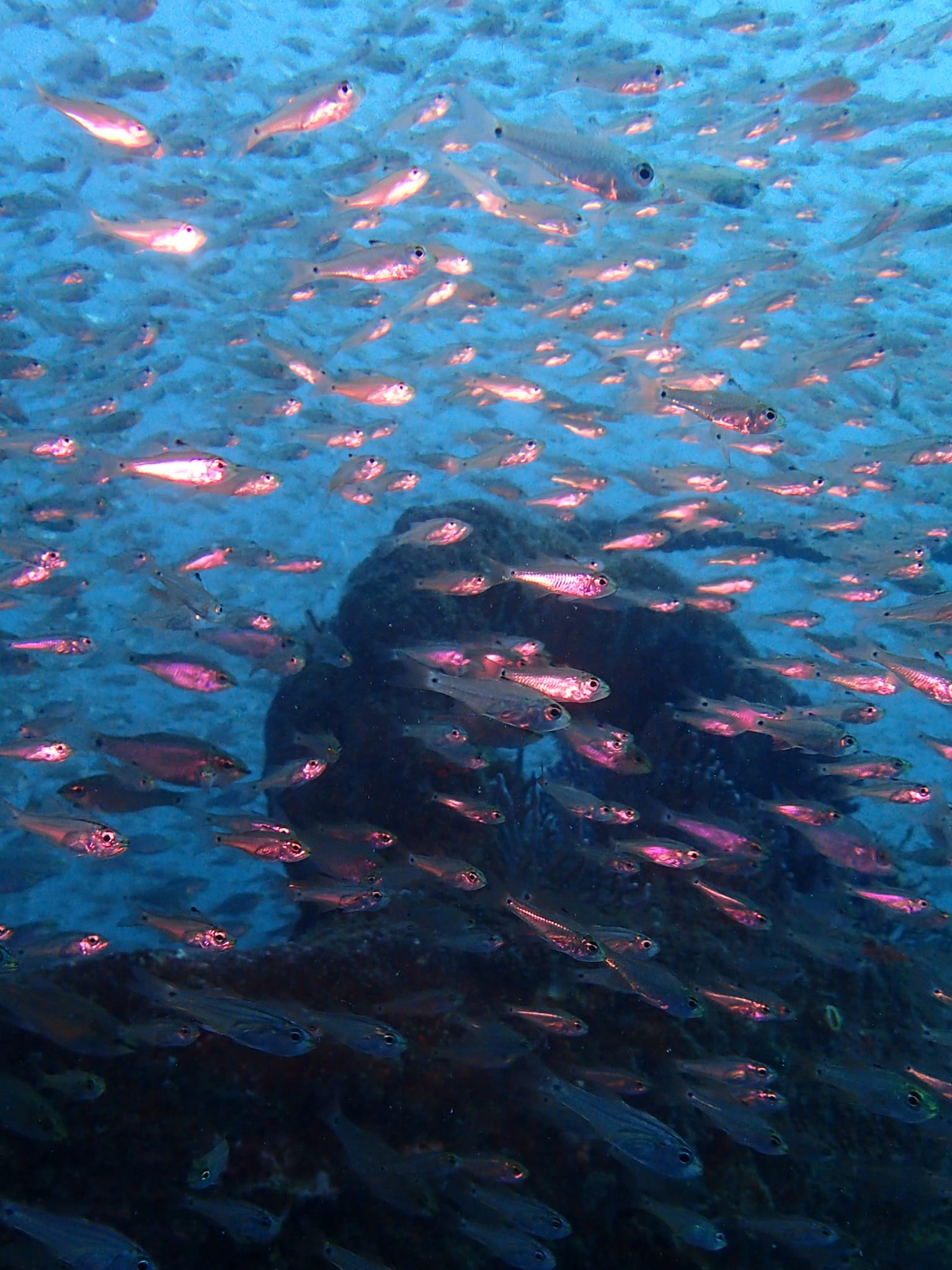 OPEN WATER ダイビングスクールのショップ写真7