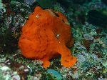 OPEN WATER ダイビングスクールのショップ写真8