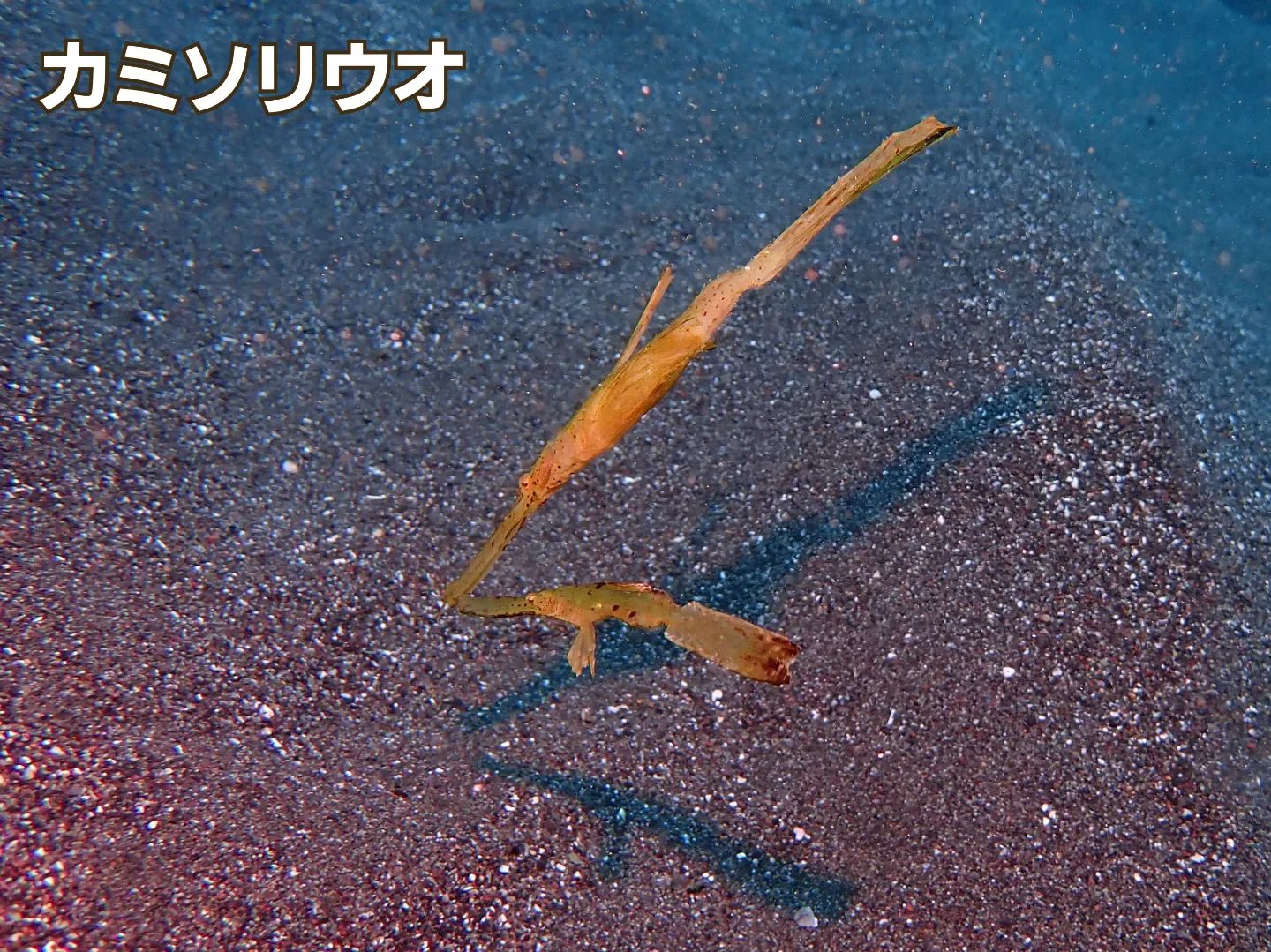 マリンズプロのカバー画像3