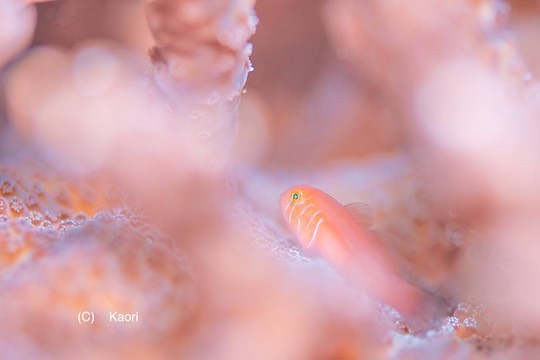 ダイビング川奈日和のカバー画像2