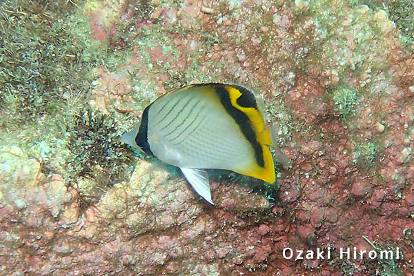 シーウインドのカバー画像2