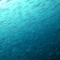 MSO DIVINGのカバー画像1