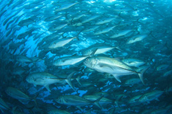 Clover Diving Serviceのショップ写真8