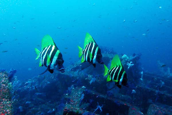 ダイブショップ宝島のカバー画像1