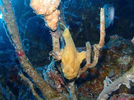 DIVING GUIDE YAMAGUCHIのカバー画像1
