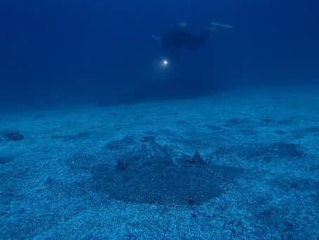 DIVING GUIDE YAMAGUCHIのカバー画像3