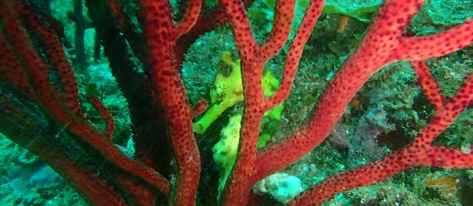 DIVING GUIDE YAMAGUCHIのショップ写真7