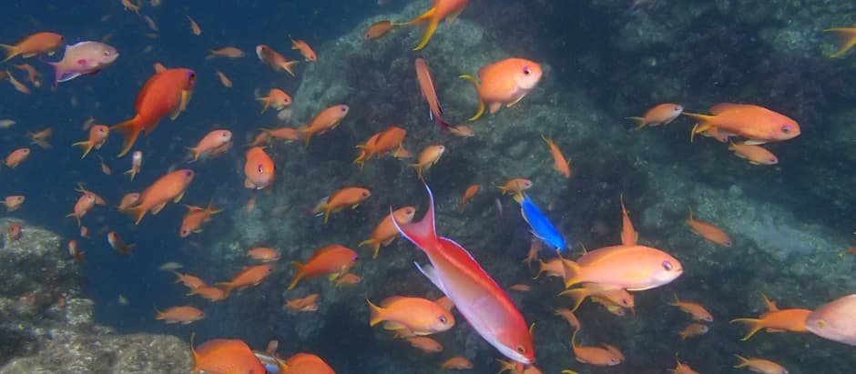 DIVING GUIDE YAMAGUCHIのショップ写真6