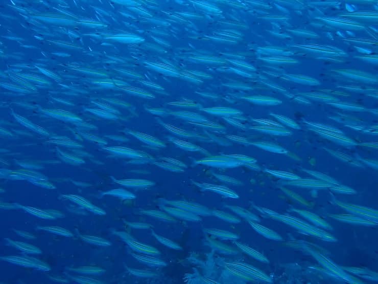 DIVING GUIDE YAMAGUCHIのカバー画像2