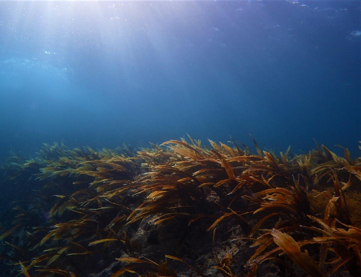 Sea Guideのカバー画像1