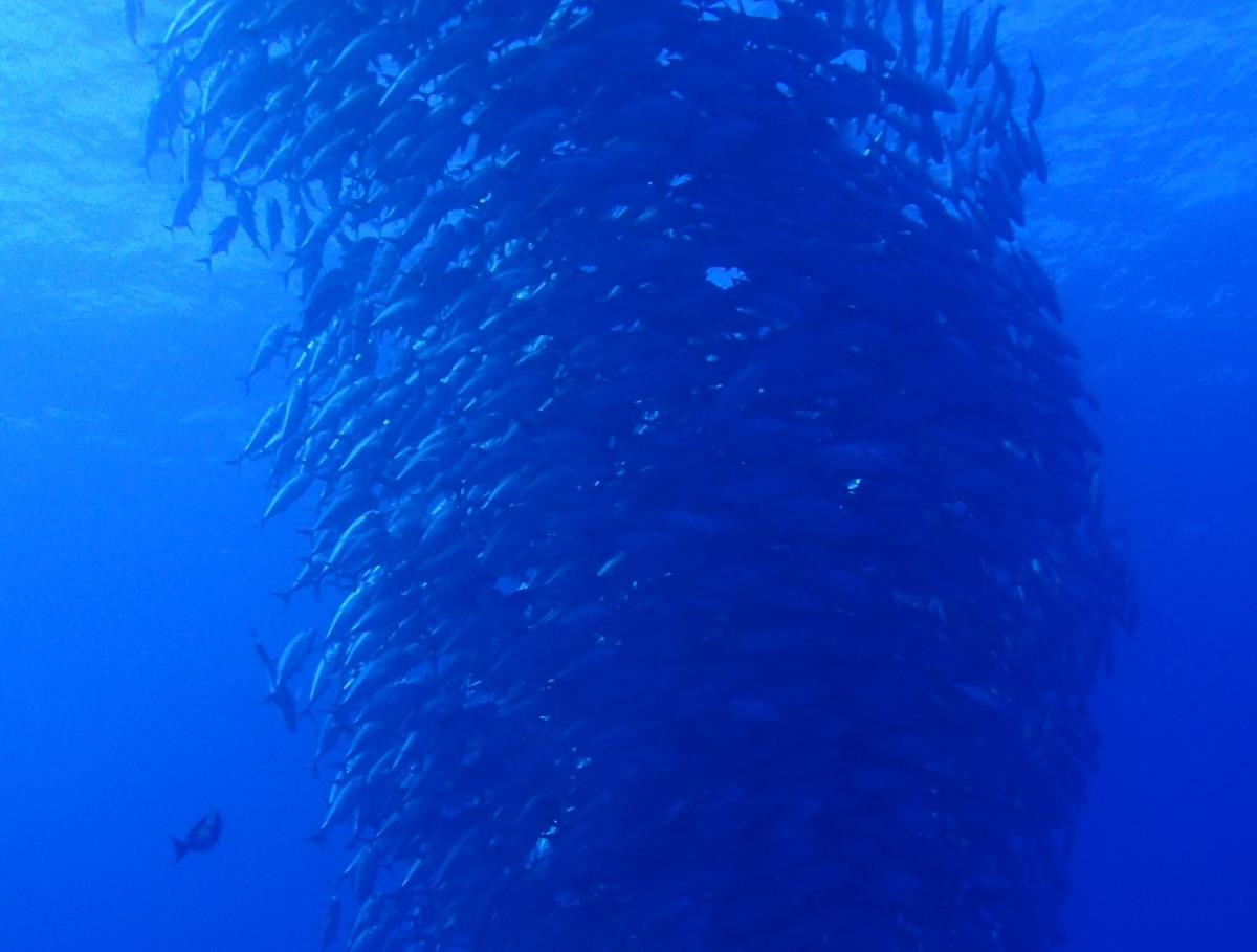 Sea Guideのショップ写真7