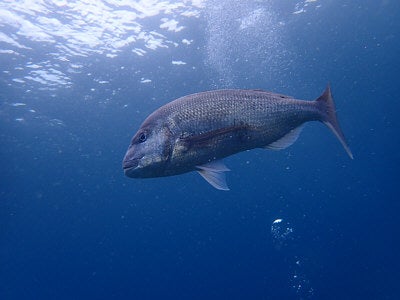 海冒主のカバー画像3