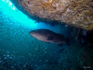 オハナウィズのショップ写真8