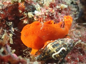 三浦　海の学校のショップ写真9