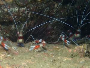 三浦　海の学校のショップ写真8