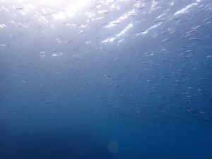 三浦　海の学校のカバー画像1