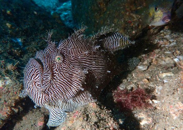 DivingShop SeaZoo miuraのショップ写真8