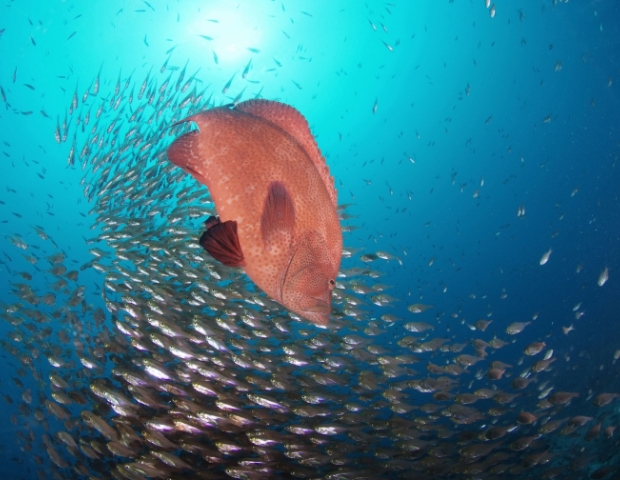 DivingClubシーベルのカバー画像1