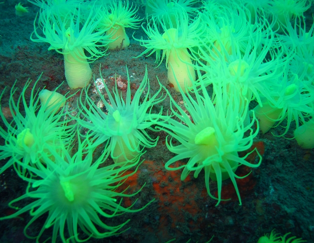 DivingClubシーベルのカバー画像3