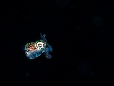 アークダイブのショップ写真6