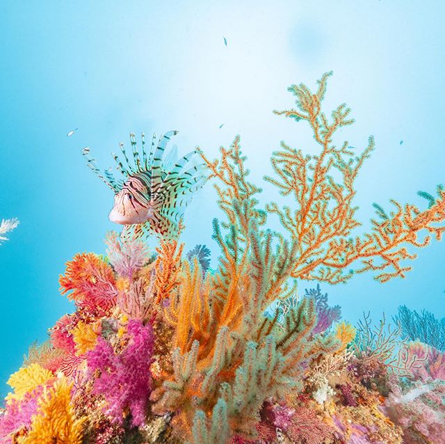 ＡＲＫ　ＤｉｖｉｎｇＳｈｏｐのカバー画像2