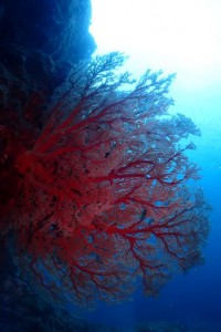 MAKO DIVEのカバー画像3