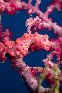 MAKO DIVEのカバー画像1