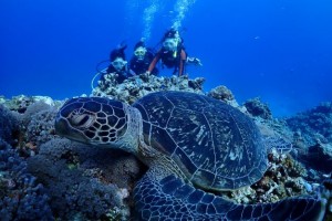 MAKO DIVEのショップ写真8