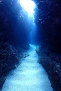 MAKO DIVEのカバー画像2