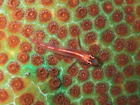 ｎａｔｕｒｅのカバー画像2