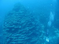 DIVECOLLEGE & SHOP エススタイルのショップ写真7