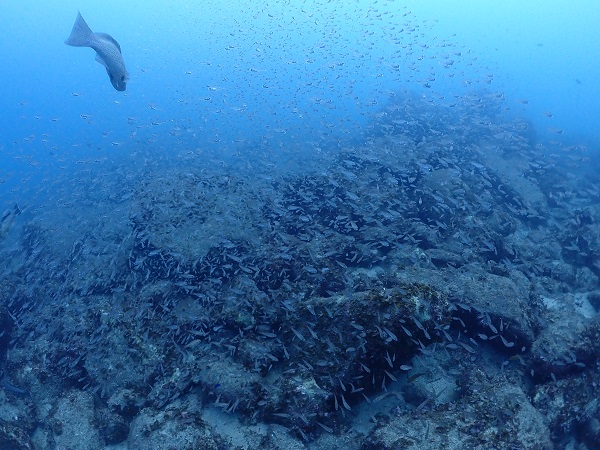 Dive Shop RED ORCAのカバー画像2