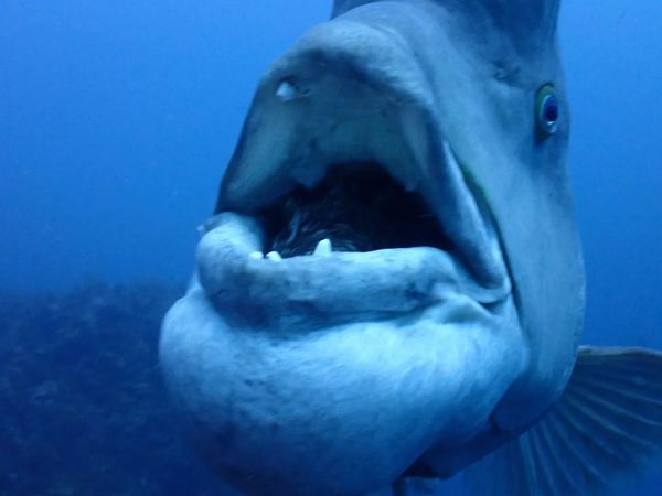 ダイビングスクールカイラルアのショップ写真13