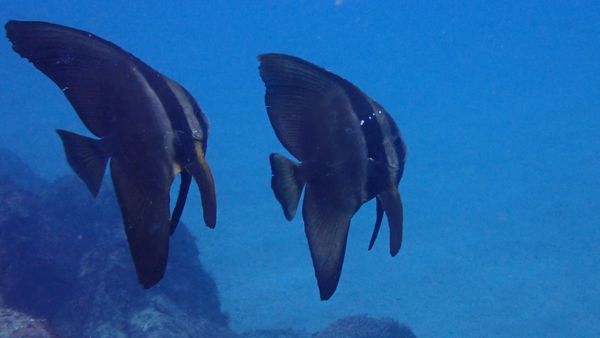 aquaQUESTのカバー画像2