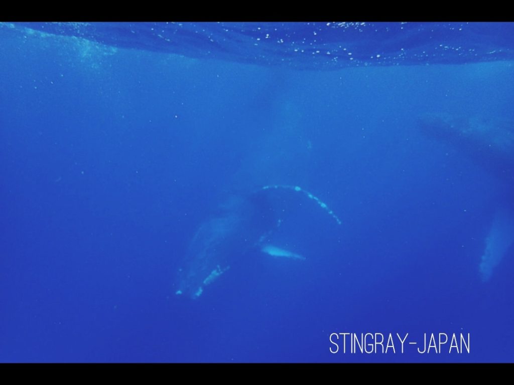 スティングレイ・ジャパンのカバー画像1
