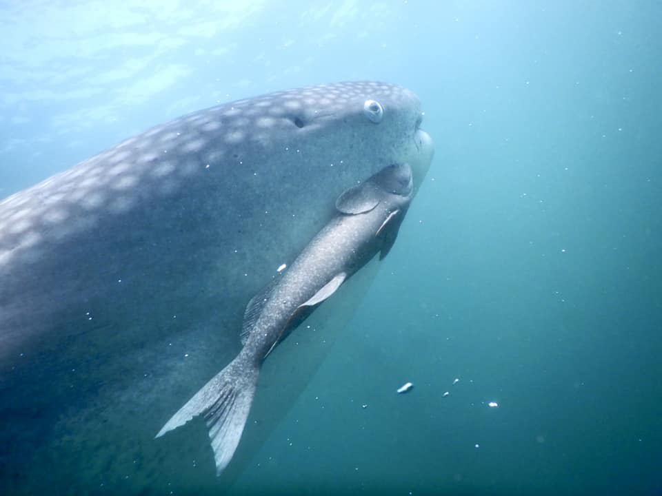 ミッドサマーのカバー画像3