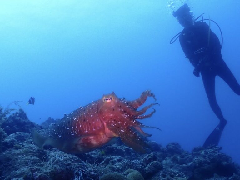 ダイビング屋 海の雫のカバー画像2