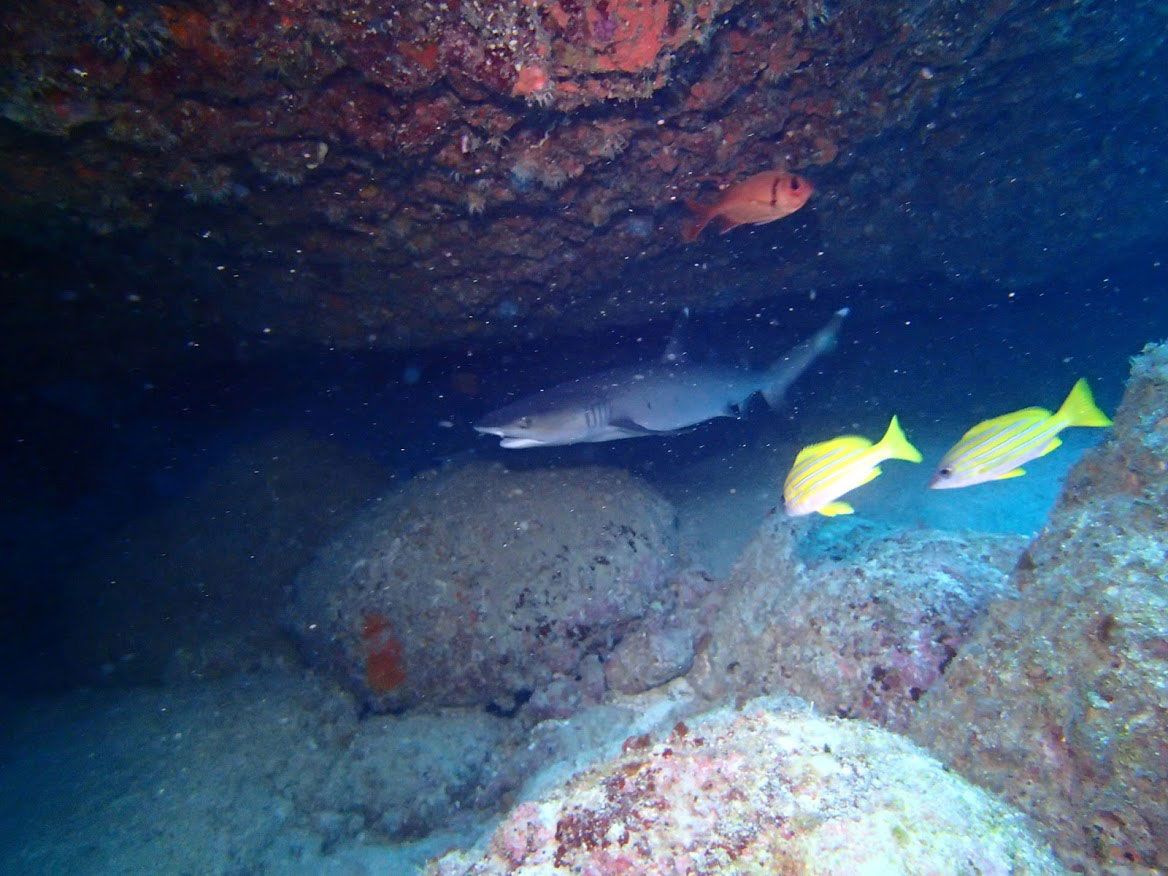 宮古島ダイビングリゾートＲＥＥＦのカバー画像3