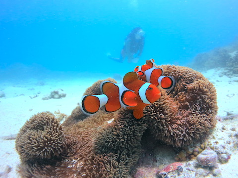 宮古島サマーパーティーのカバー画像2