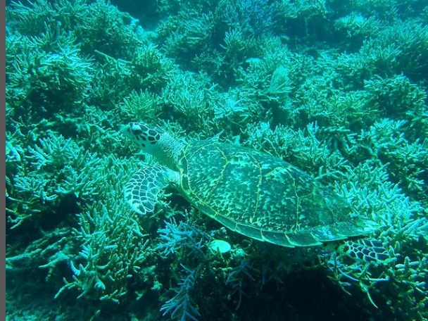 ブルーラグーン石垣島のカバー画像1