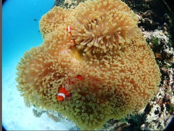 ブルーラグーン石垣島のカバー画像2