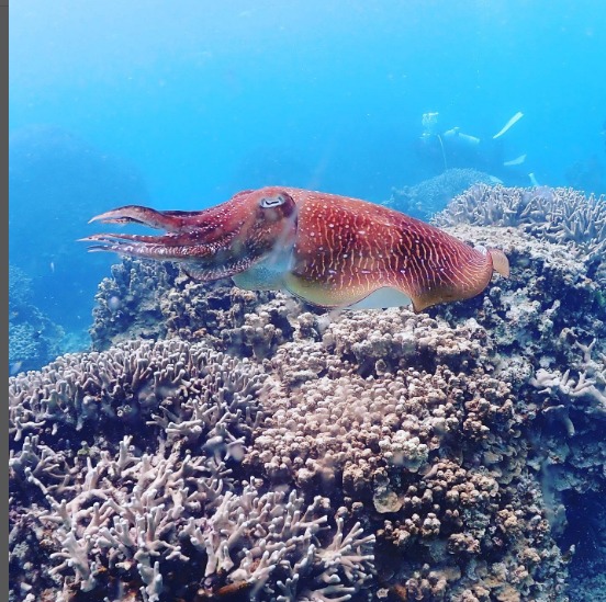 ブルーラグーン石垣島のカバー画像3